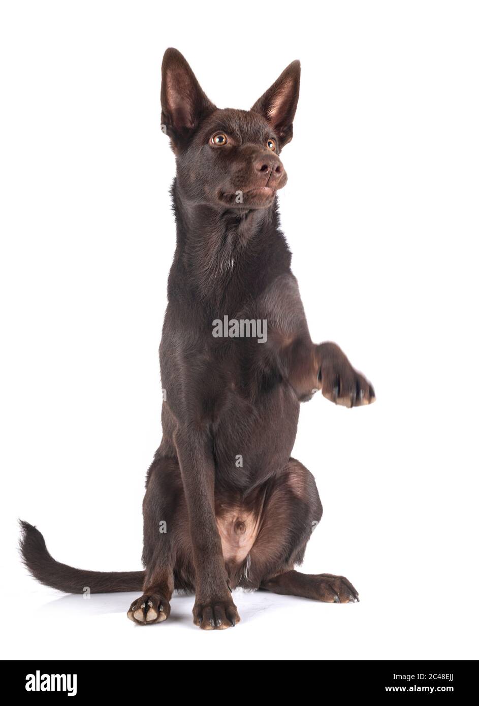 Are Kelpies Good Guard Dogs