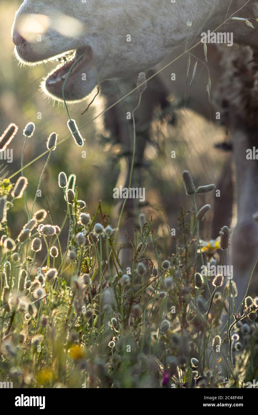 Vertical closeup shot of a white sheep grazing in a beautiful field ...