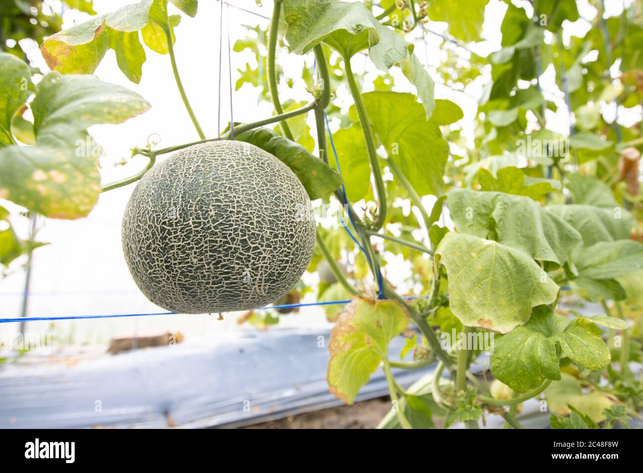 Grown in the greenhouse hires stock photography and images Alamy