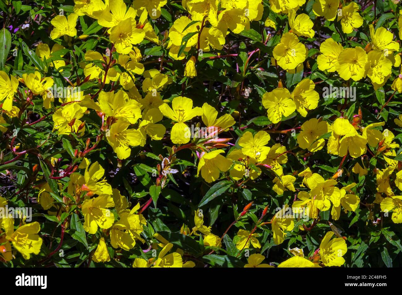 Oenothera fruticosa subsp. glauca 'Erica Robin, Sundrops Stock Photo