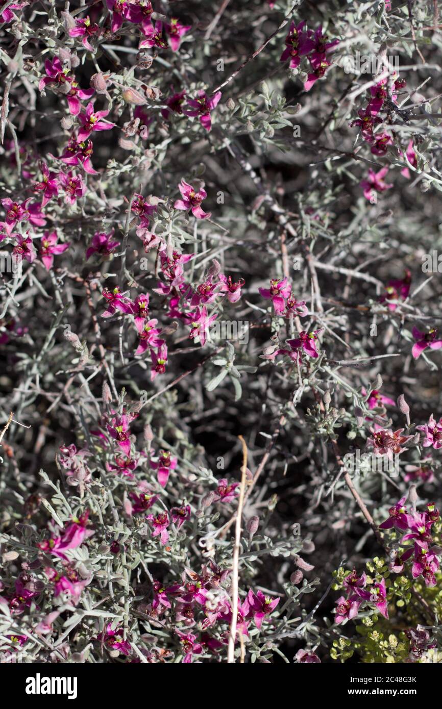 Pink flowers of White Ratany, Krameria Bicolor, Krameriaceae, native Shrub on the edges of Twentynine Palms, Southern Mojave Desert, Springtime. Stock Photo