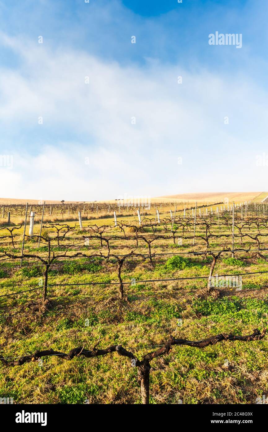 Grape vines trimmed back for winter on the rolling hills of a Hunter Valley wine making property in New South Wales, Australia. Stock Photo