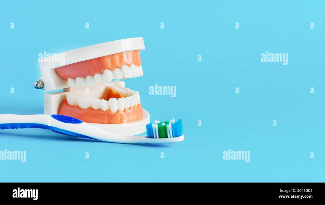 Model of teeth and toothbrush on blue background. Dental care concept ...
