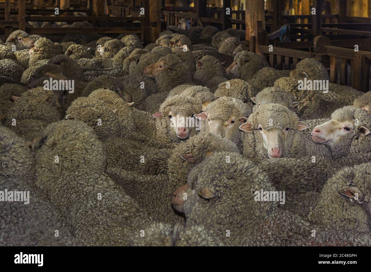 Merino ewes crowded in a shearing shed pen waiting to be shorn by the shearers at Laura Station, New South Wales in Australia. Stock Photo