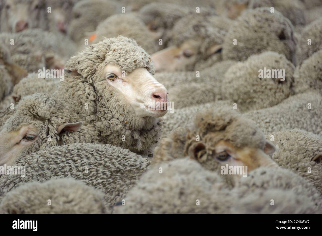Merino ewes crowded in a shearing shed pen waiting to be shorn by the shearers at Laura Station, New South Wales in Australia. Stock Photo