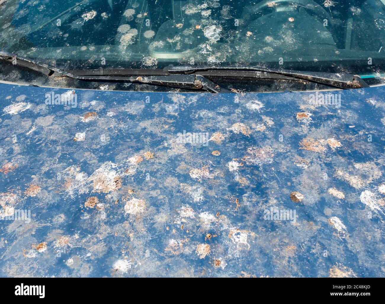 Bird droppings on car parked under a tree Stock Photo Alamy
