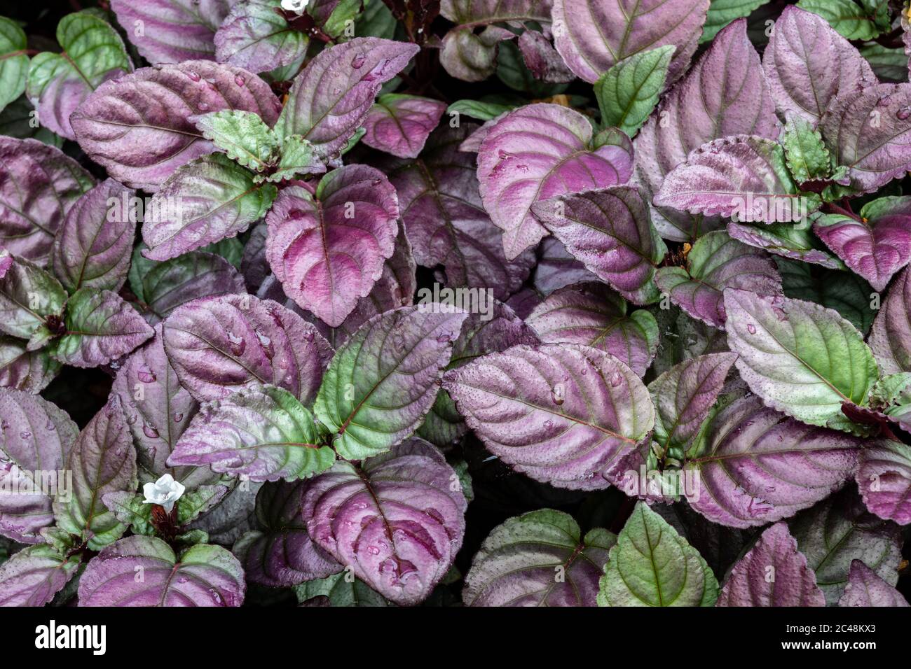 Closeup of Red Flame Ivy (Hemigraphis Alternata). Native to Indonesia. Purple and green leaves with raindrops; small white flower. Stock Photo