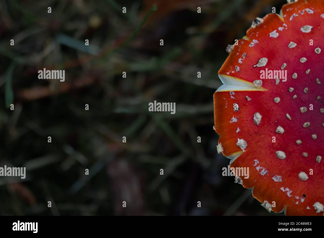 Cropped top view of the cap of a fly agaric (Amanita muscaria) Stock Photo