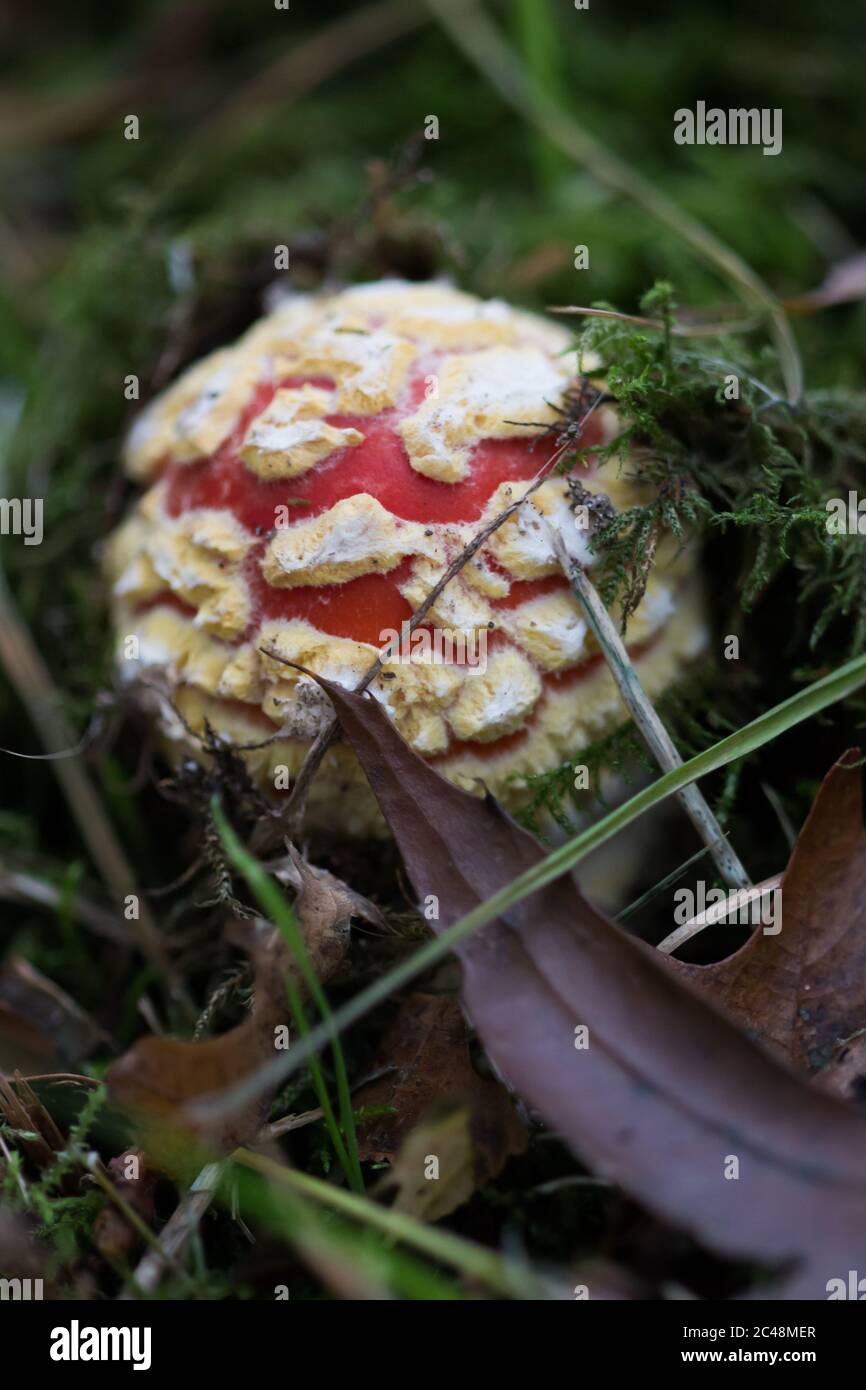 Small fly agaric (Amanita muscaria) emerging from the ground Stock Photo