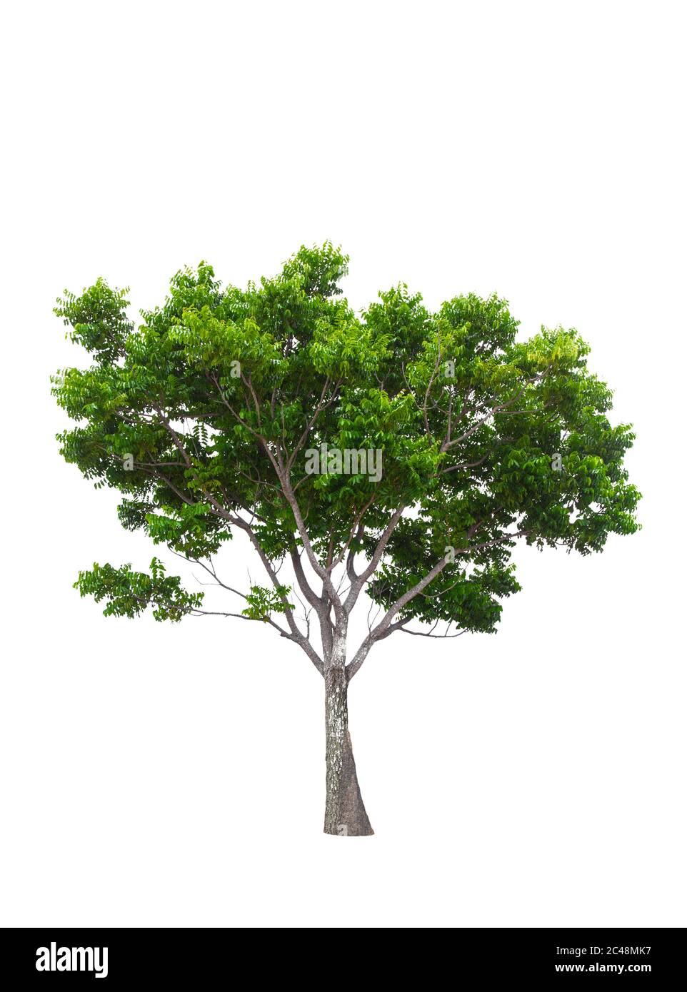Beautiful green tree isolated on white background Stock Photo - Alamy