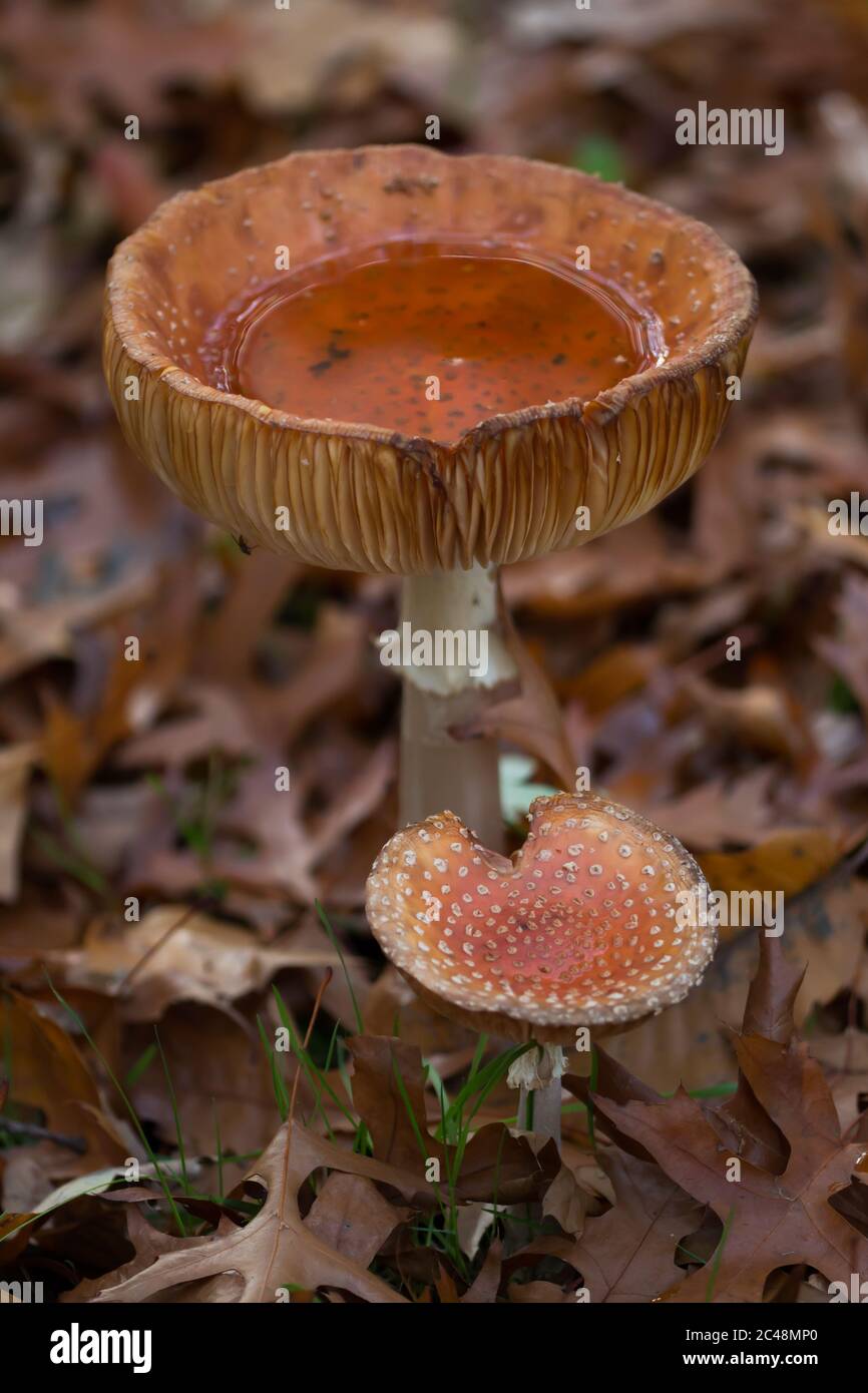 Two fly agarics (Amanita muscaria) in dead leaves after a rain, one holding water like a natural chalice Stock Photo