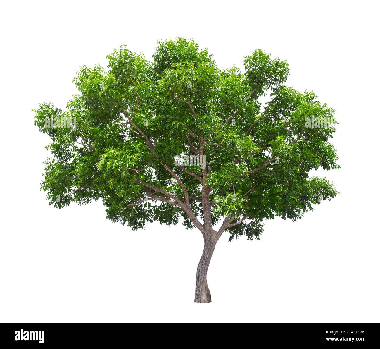 Beautiful green tree isolated on white background Stock Photo - Alamy