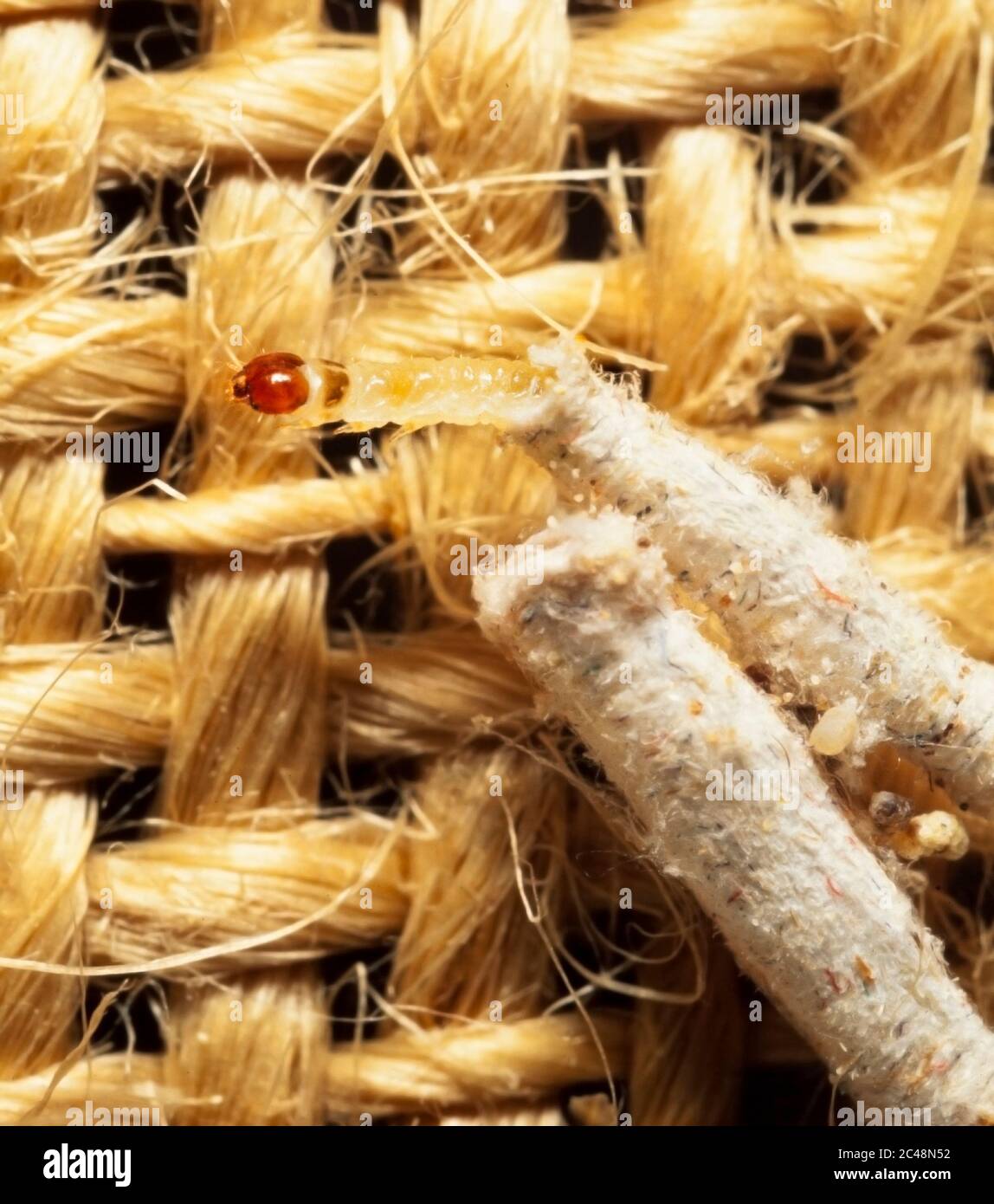 Casebearing carpet moth larva, Tinea pellionella, detritus case bearing larva Stock Photo Alamy