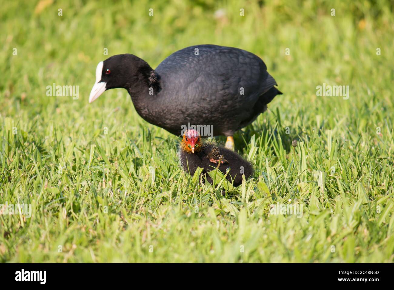 Adult and young Eurasian coots (Fulica atra) standing in grass Stock Photo