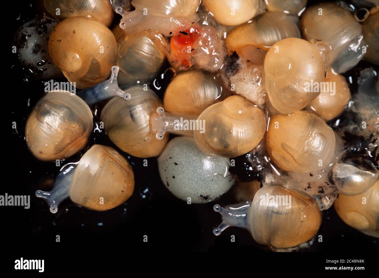 Freshly hatched young snails, Garden snails, Cornu asperum Stock Photo