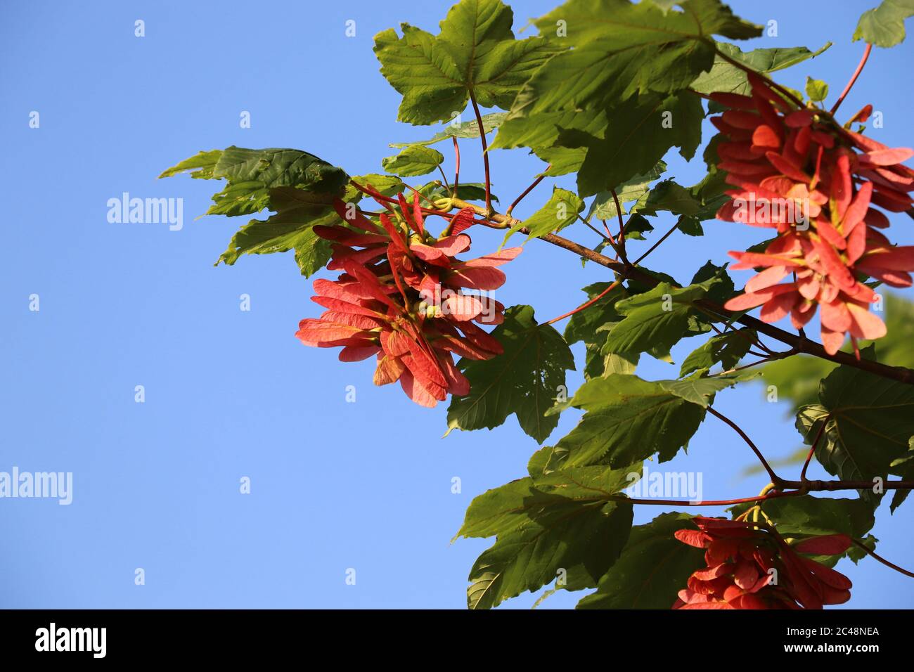 Maple tree with red fruits with blue sky in the background Stock Photo ...