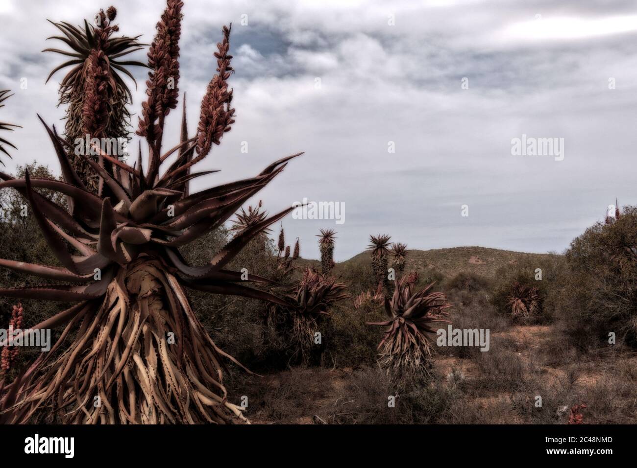 Cape Aloe, Bitter Aloe, Red Aloe, Tap Aloe (Aloe ferox), aloes in front of Breede river, South Africa, Western Cape, Bontebok National Park, Swellenda Stock Photo