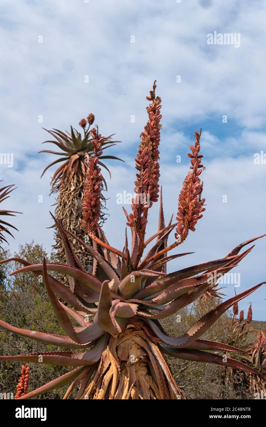 Cape Aloe, Bitter Aloe, Red Aloe, Tap Aloe (Aloe ferox), Bontebok National Park, Swellendam,  Western Cape,  South Africa, - Stock Photo