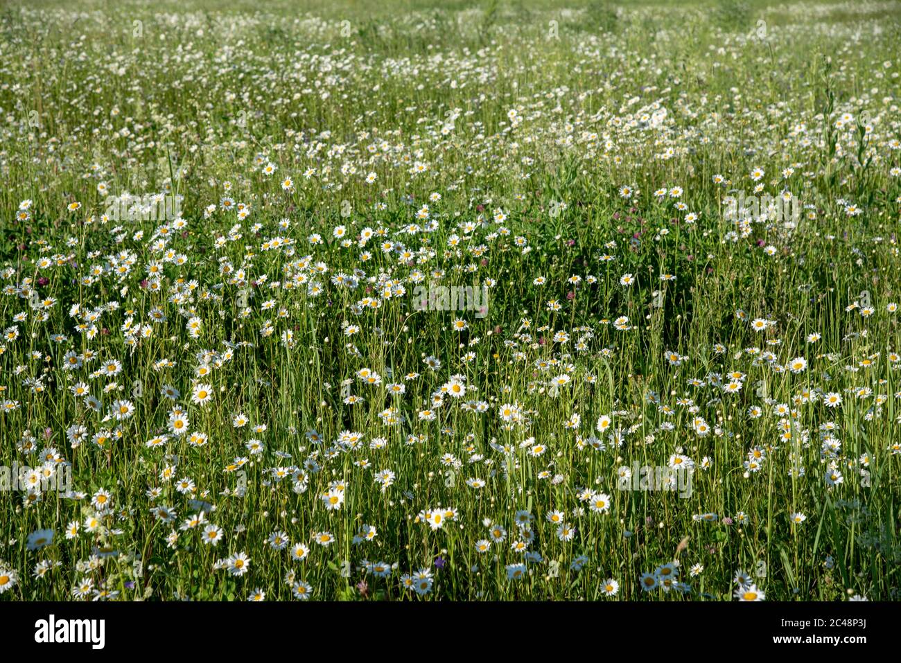 Chamomile Carpet High Resolution Stock Photography and Images - Alamy