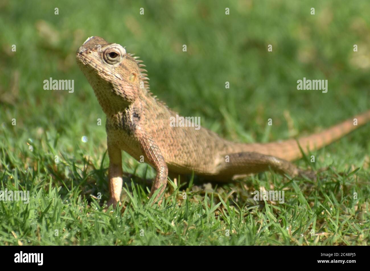 A closeup photograph of a Lizard in a Park. Stock Photo