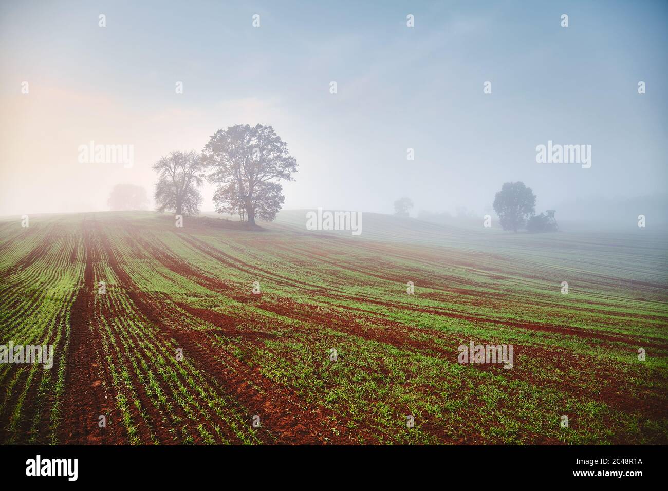 Trees on a field at misty sunrise Stock Photo - Alamy