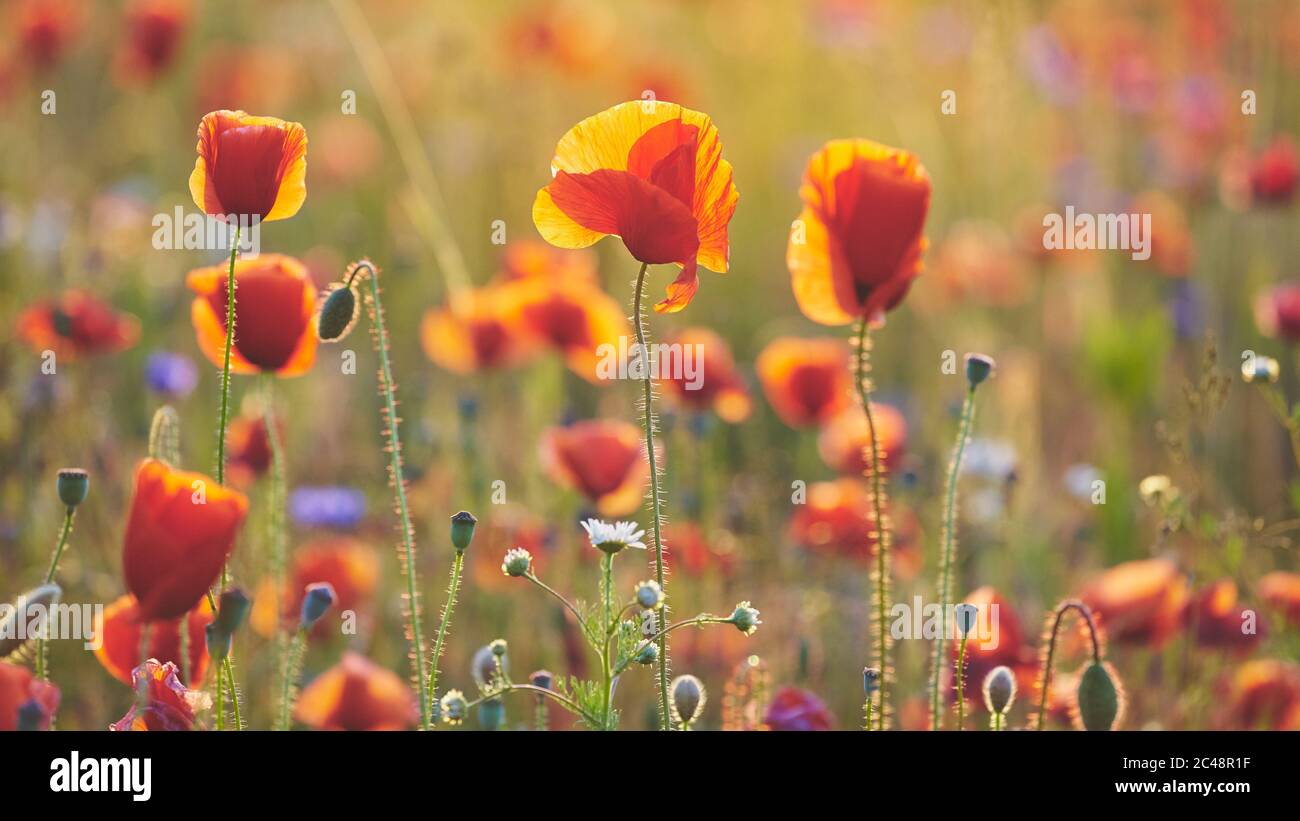 Red poppy field sunset hi-res stock photography and images - Alamy