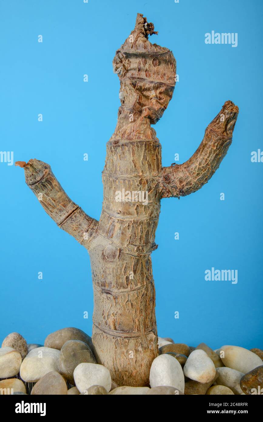 Still life of a dry Crassula Arborescens tree with blue background Stock Photo