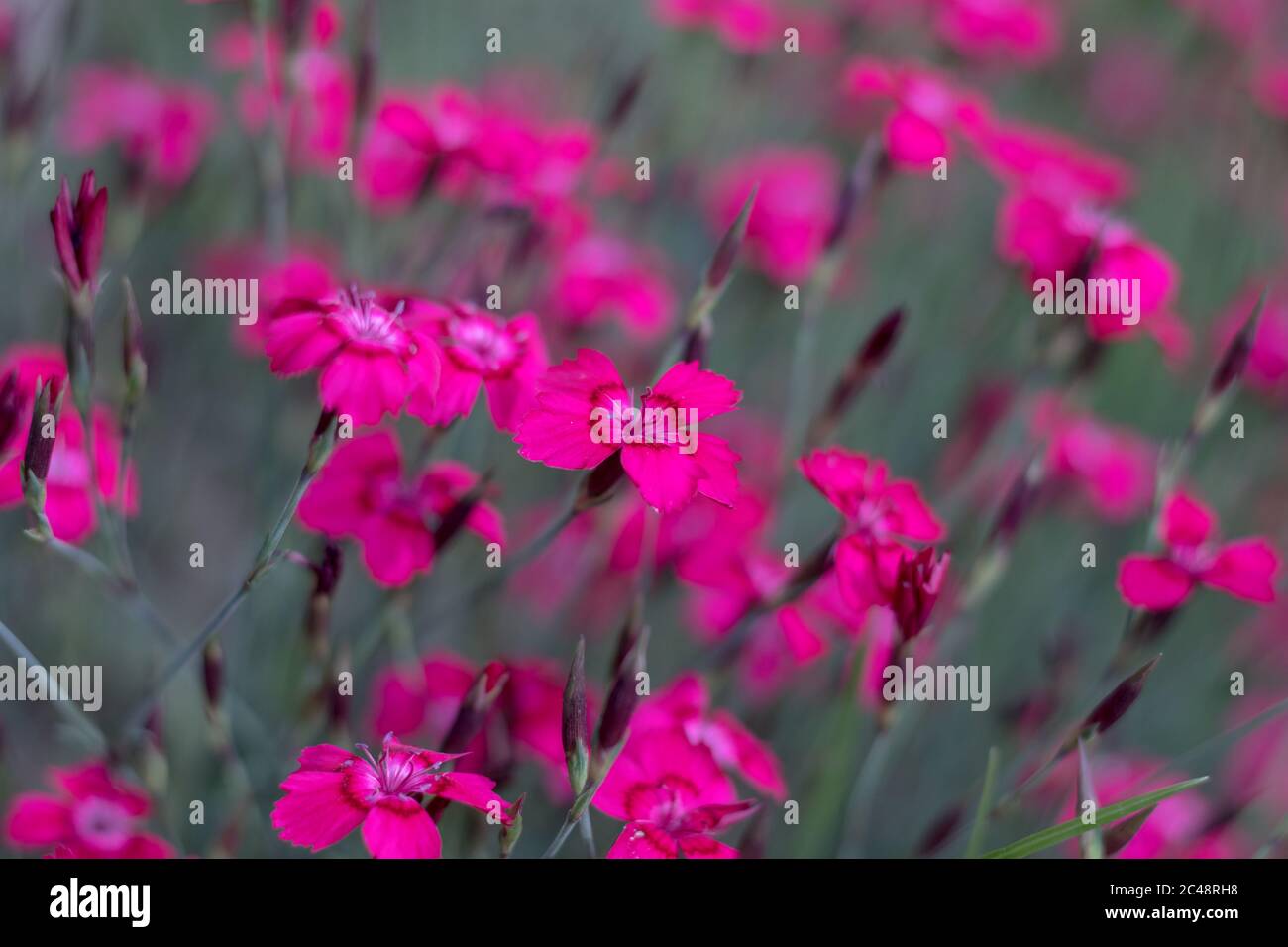 Dianthus deltoides, the maiden pink - pink flowers in the garden Stock Photo