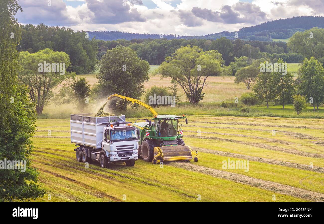 Self-Propelled forage harvester and silage truck in the field Stock Photo