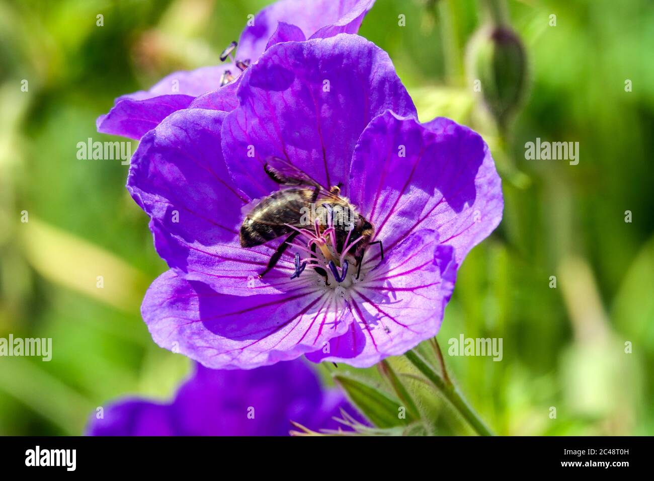 Hardy Geranium 'Nimbus' bee on flower Stock Photo