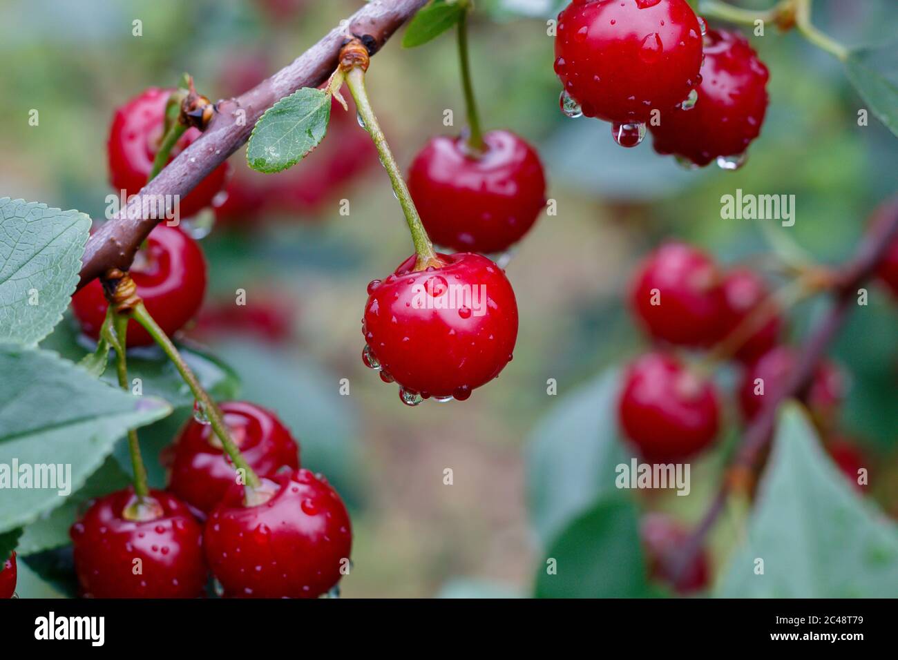 Close Up Red Ripe Cherries With Water Drops Stock Photo