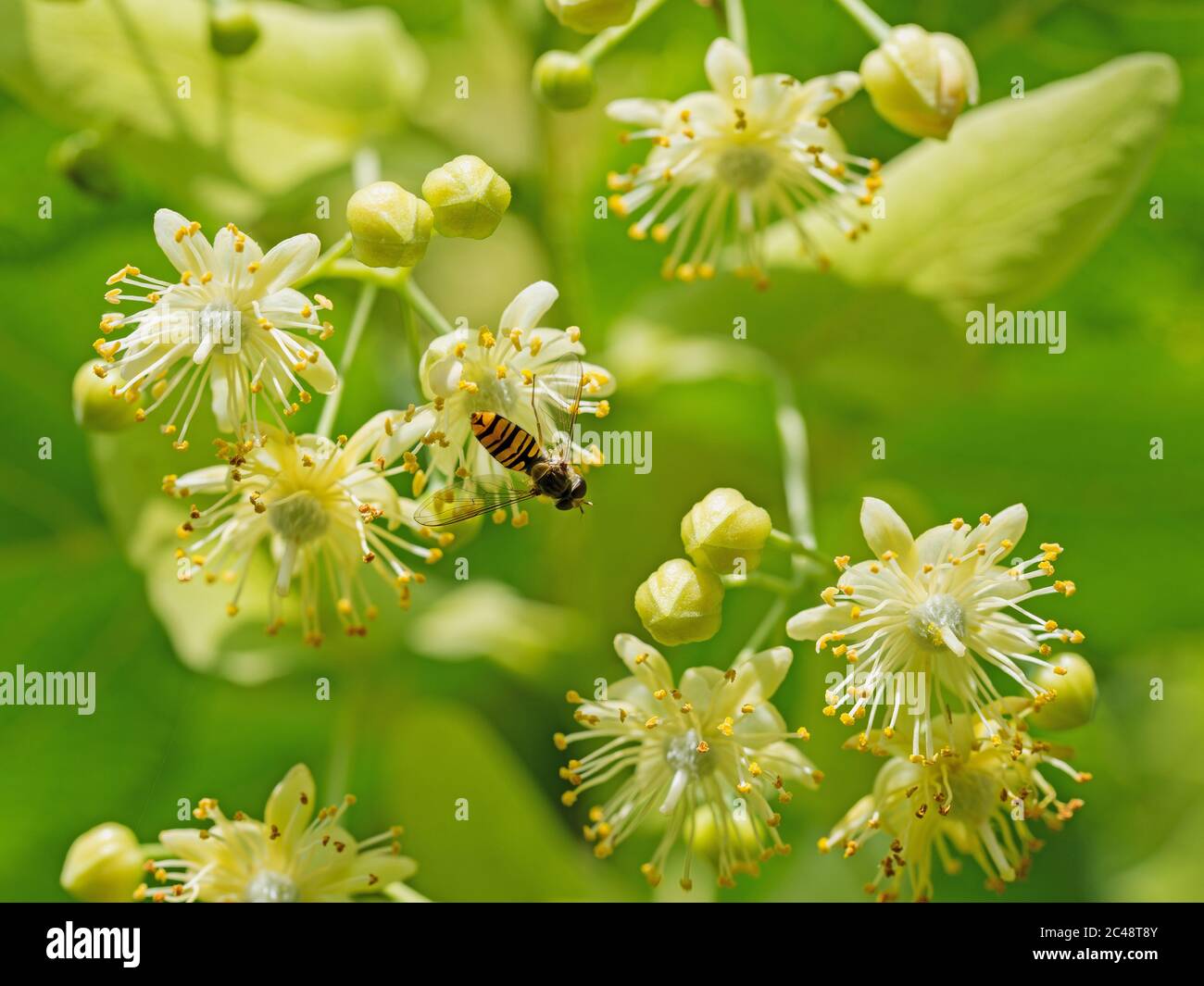 Flowering linden in a closeup Stock Photo Alamy