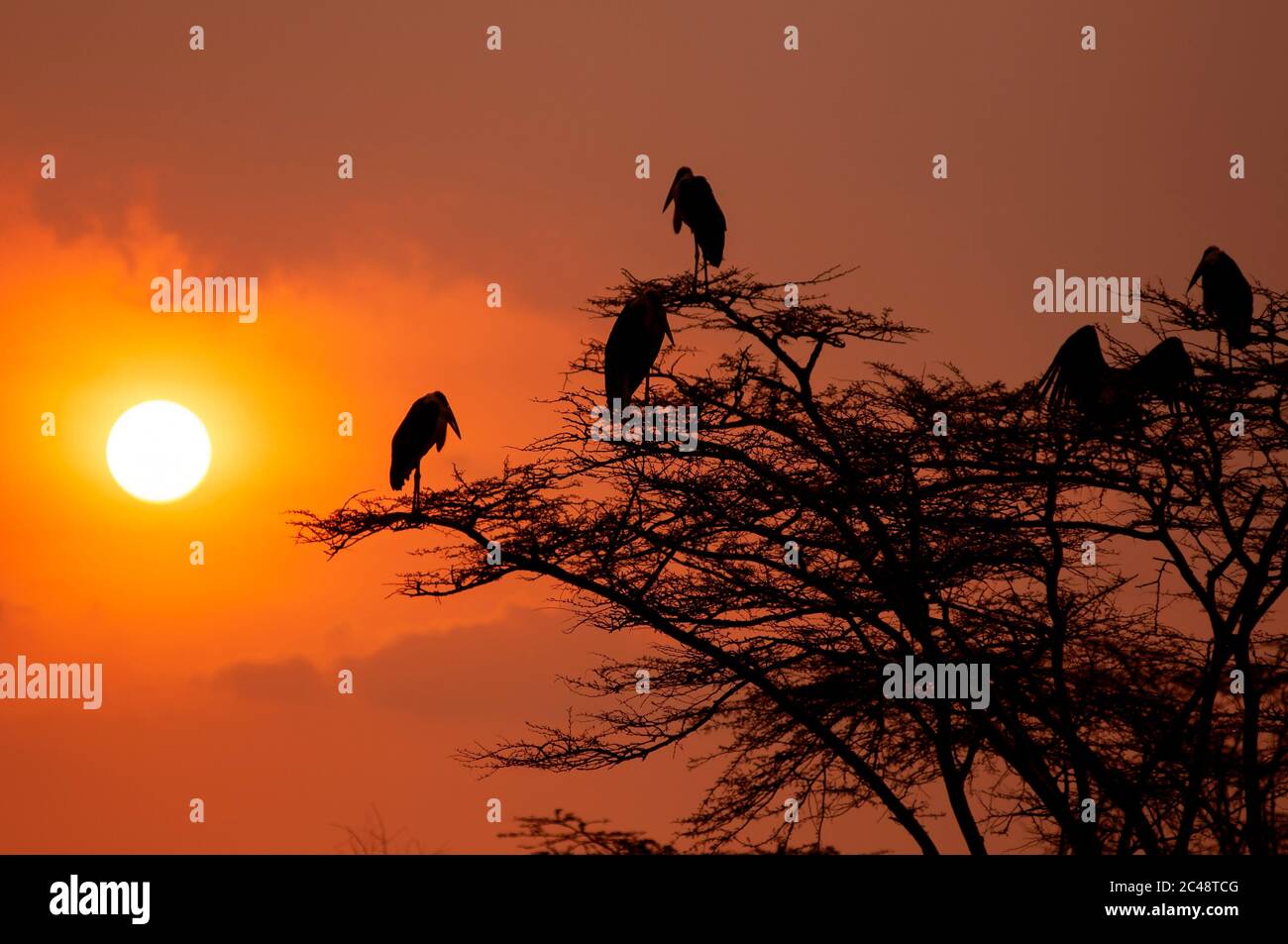 Marabou stork, Leptoptilos crumenifern, at dawn perched on a tree. Lake Nakuru National Park. Kenya. Africa. Stock Photo