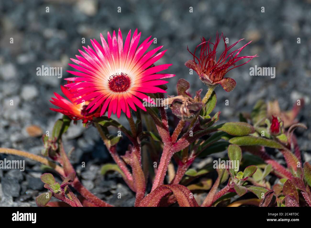 Brightly colored flower of Cleretum bellidiforme, commonly called Livingstone daisy Stock Photo