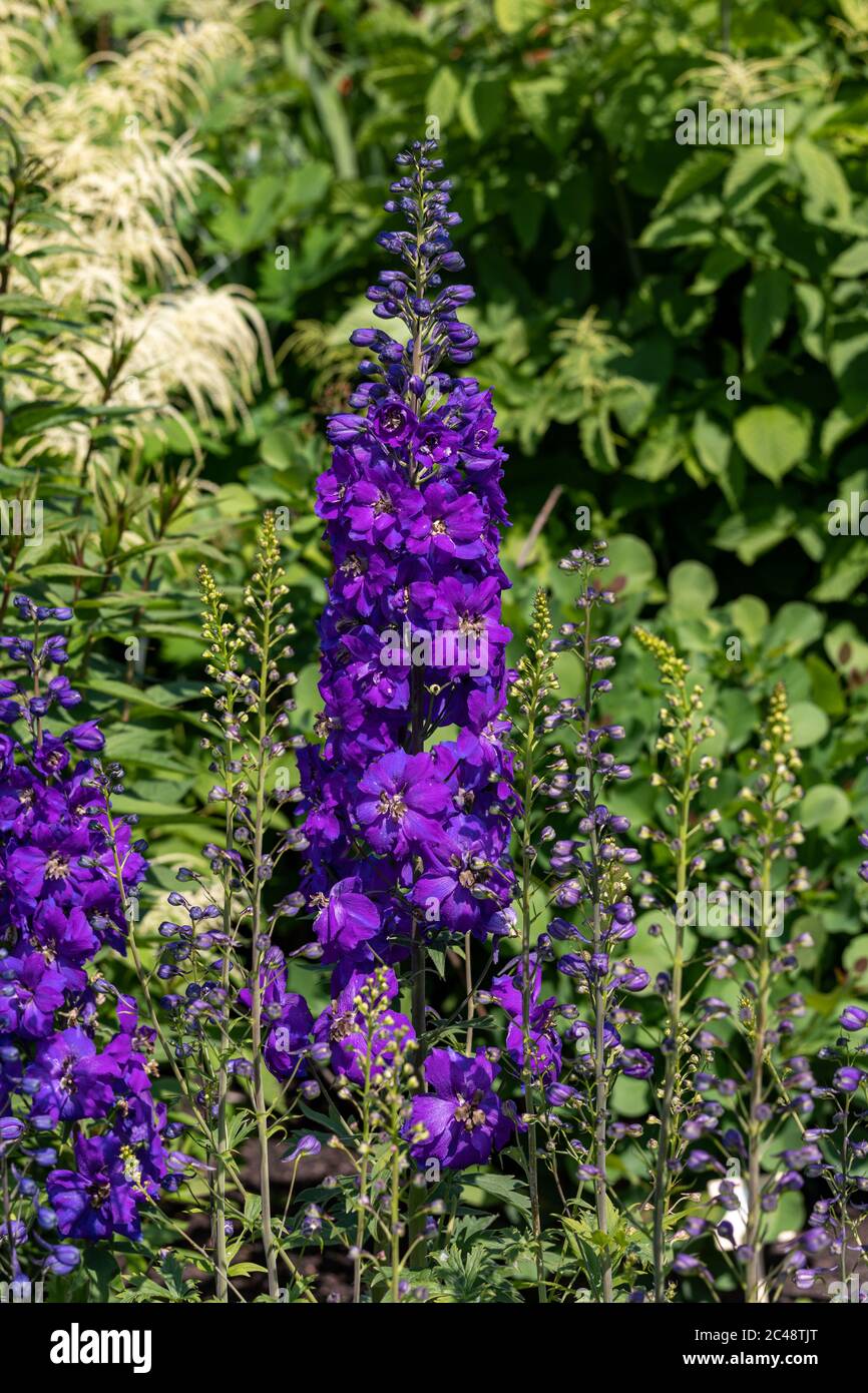 Flowering stem and deep blue flowers of Delphinium 'Magic Fountain Dark Blue* Stock Photo