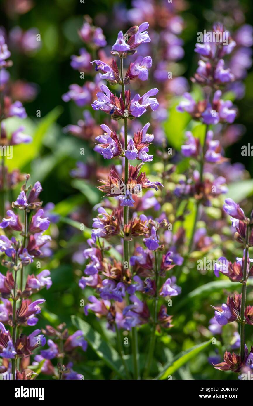 Purplish flowers of Salvia officinalis also called sage, common sage, garden sage, golden sage, kitchen sage, true sage, culinary sage, Dalmatian sage Stock Photo