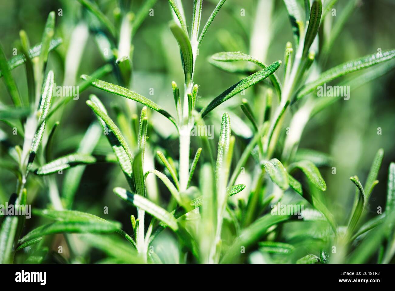 Rosemary herb grow in the garden. Closeup organic rosemary plants