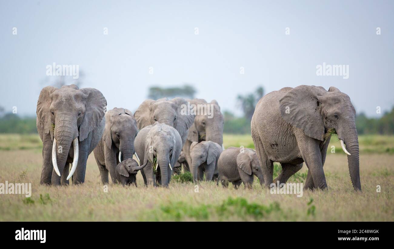 Elephant family with a female elephant and a baby amongst others walking and eating grass in Amboseli National Park in Kenya Stock Photo