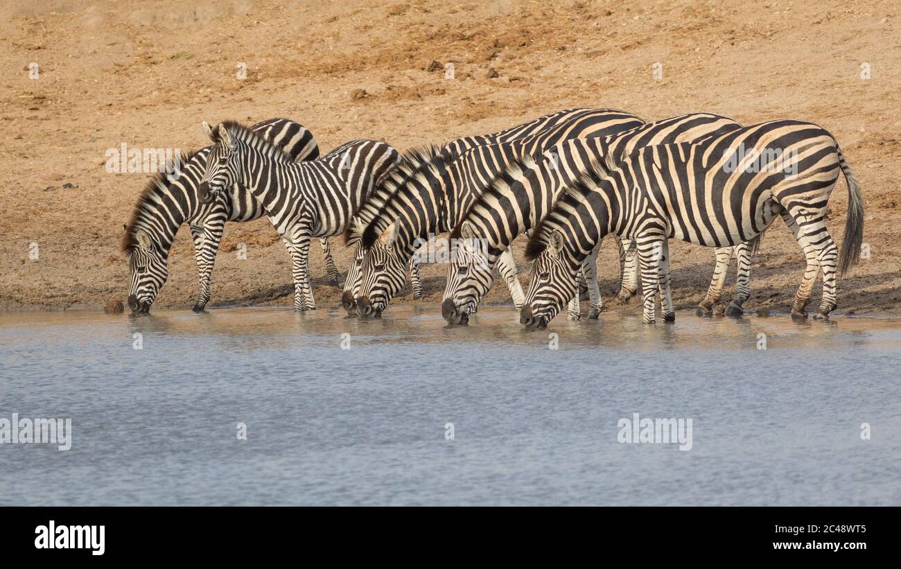 A herd of zebra standing in line at water's edge drinking in the late afternoon light in Kruger Park South Africa Stock Photo