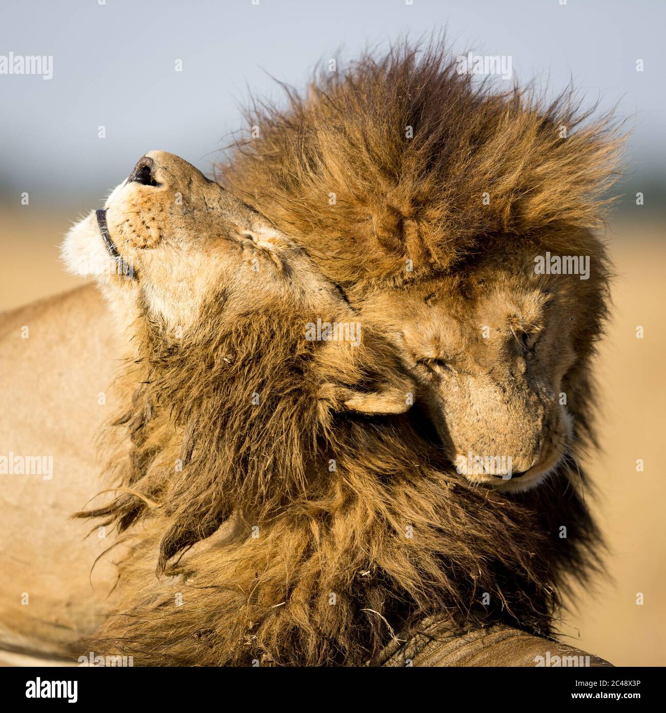 Two male lions with big manes greeting each other by rubbing their heads in Masai Mara Kenya Stock Photo