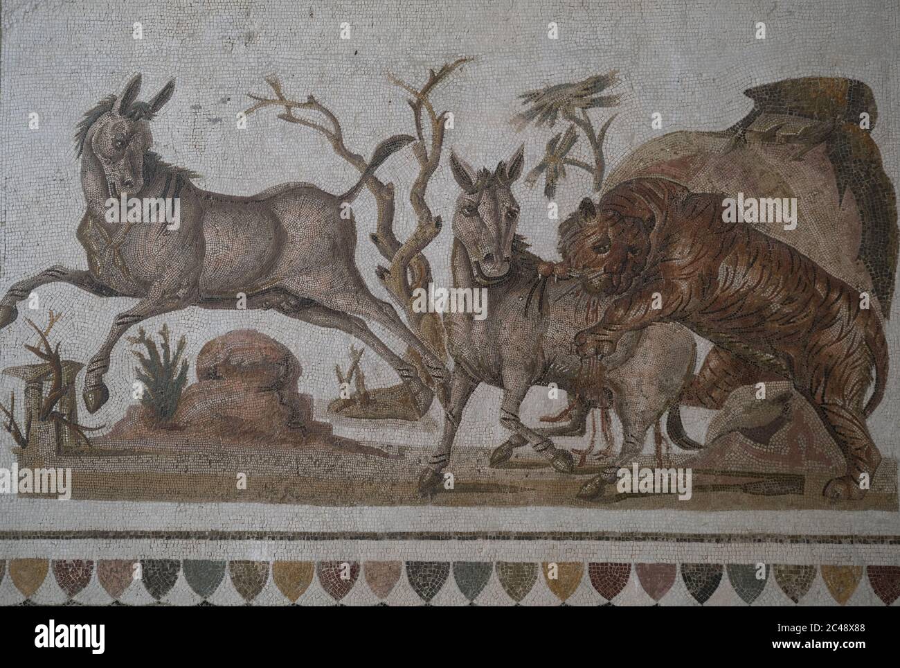 Roman mosaic dating from middle 2nd century AD housed in the Archaeological Museum.It depicts a tiger attacking two onagers.El Jem,Tunisia Stock Photo