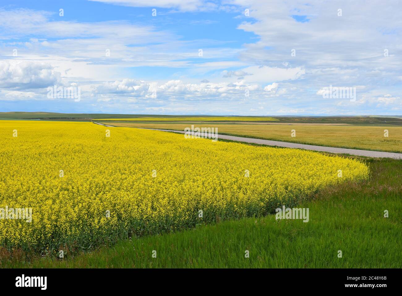 Yellow Canola Fields of Alberta Canada Stock Photo Alamy