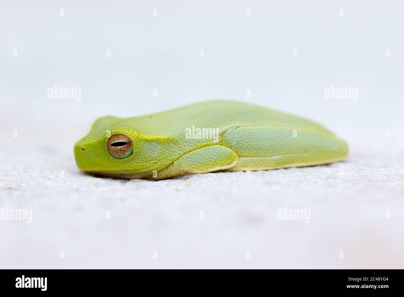 Dainty tree frog (Litoria gracilenta). Bogangar, NSW, Australia Stock Photo