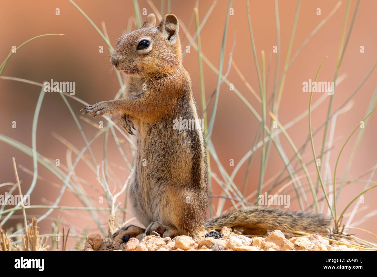Golden-mantled Ground Squirrel (Callospermophilus lateralis). Bryce Canyon National Park, Utah, USA. Stock Photo