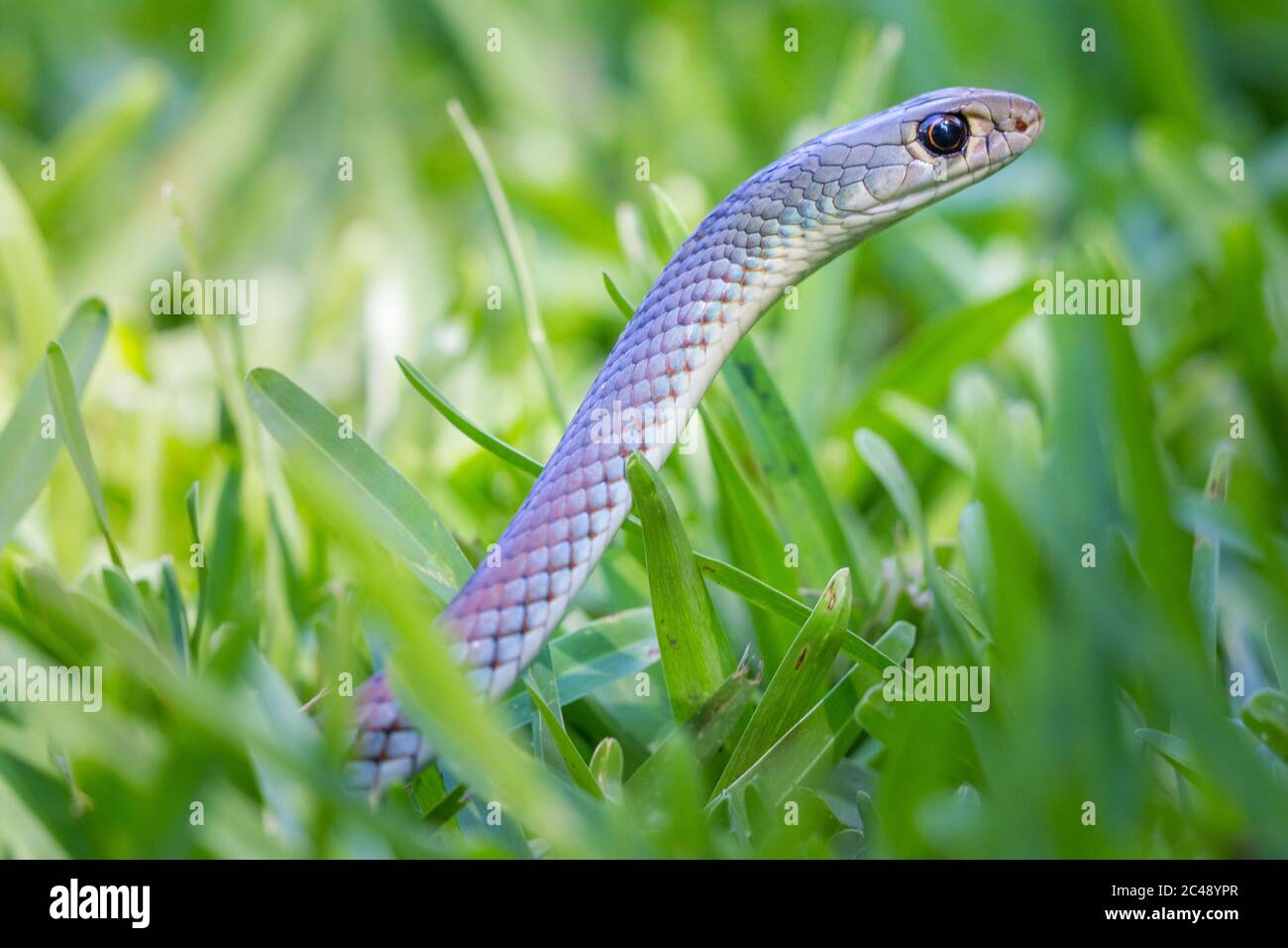 Yellow-faced whip snake (Demansia psammophis) on lawn. Bogangar, NSW, Australia. Stock Photo