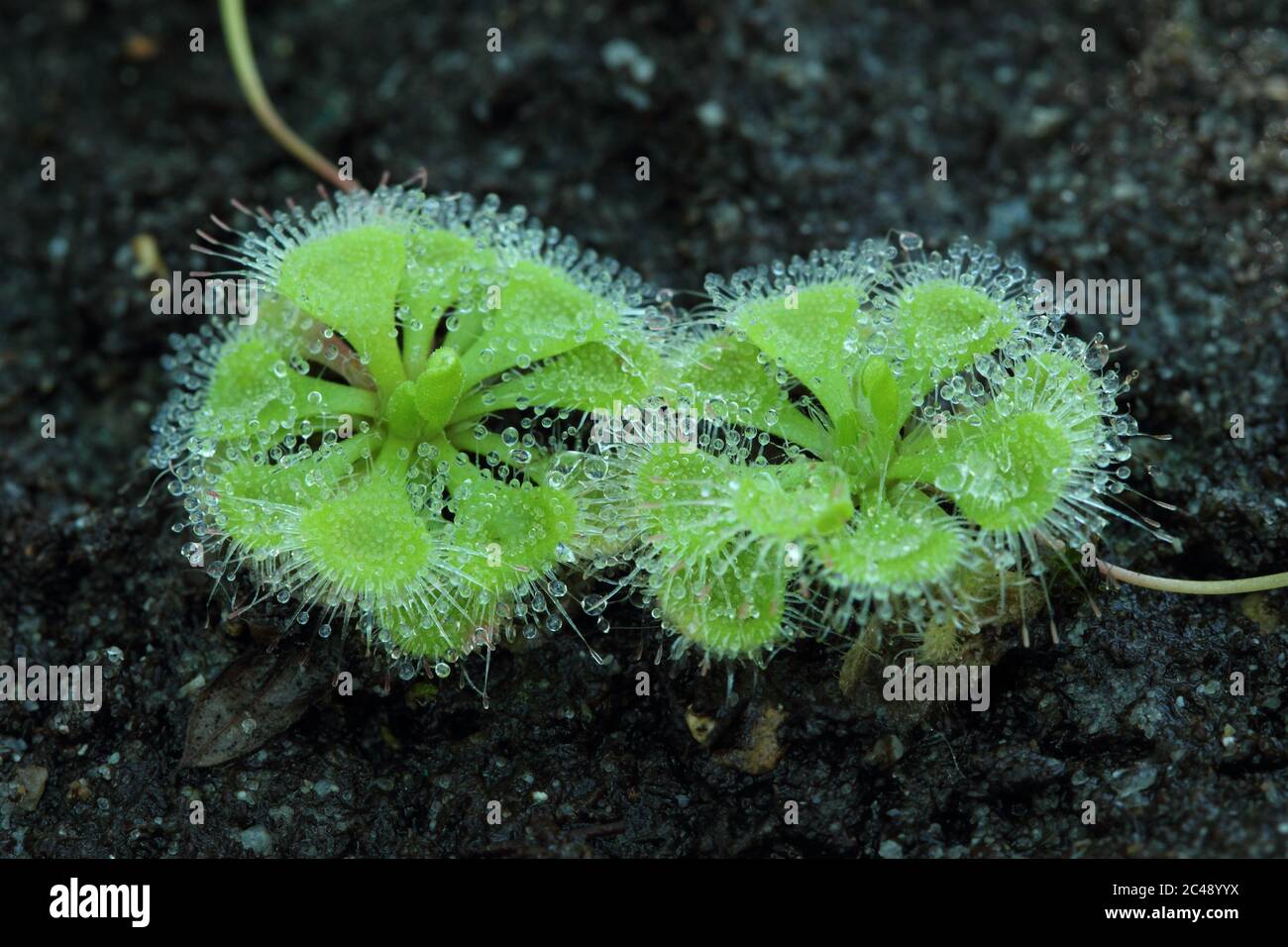Pair of sundews (Drosera burmannii) a sticky species of carnivorous plant that grow in peaty bogs. Stock Photo
