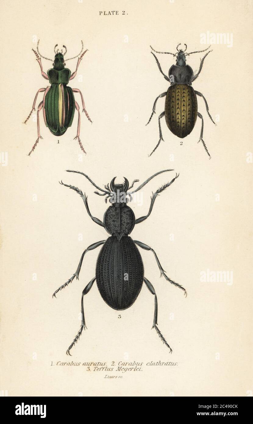 Zoology. Original Antique handcoloured Steel Engraving Print BEETLES INSECTS 1836