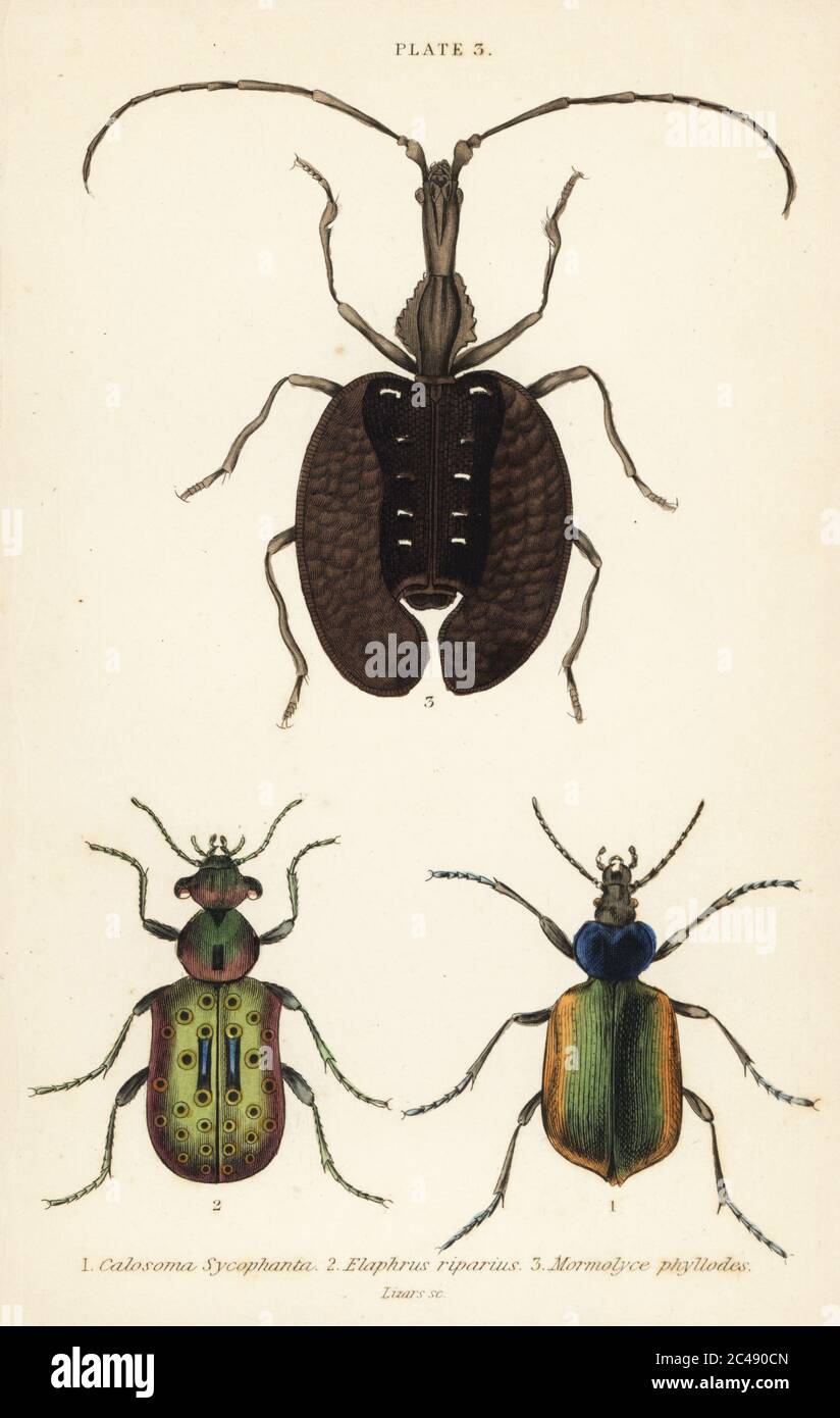Forest caterpillar hunter, Calosoma sycophanta 1, ground beetle, Elaphrus riparius 2, and violin beetle, Mormolyce phyllodes 3. Handcoloured steel engraving by William Lizars from James Duncan’s Natural History of Beetles, in Sir William Jardine’s Naturalist’s Library, W.H, Lizars, Edinburgh, 1835. James Duncan was a Scottish zoologist and entomologist 1804-1861. Stock Photo