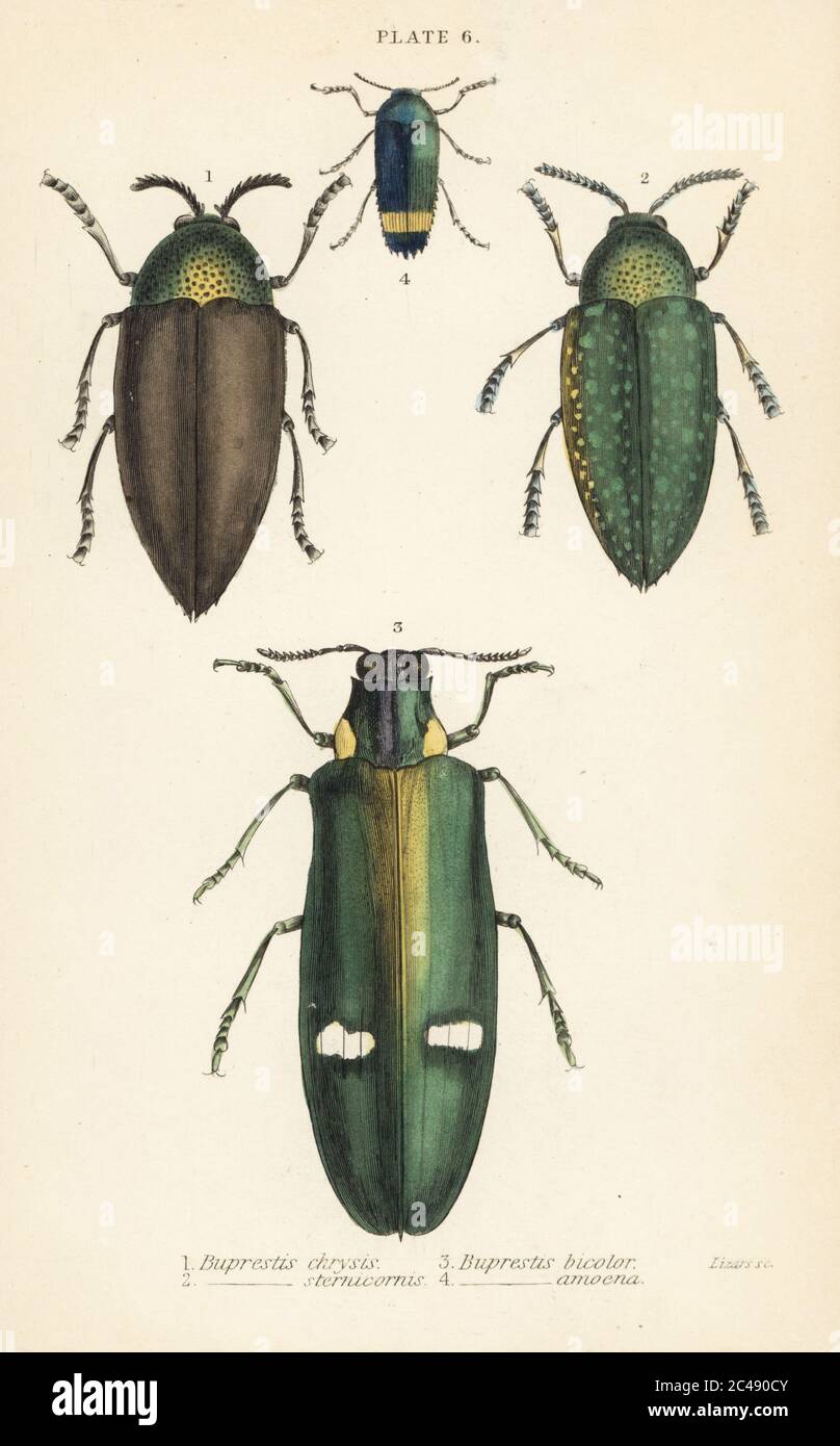 Jewel beetles: Buprestis chrysis 1, Buprestis sternicornis 2, Buprestis bicolor 3, Buprestis amoena 4. Handcoloured steel engraving by William Lizars from James Duncan’s Natural History of Beetles, in Sir William Jardine’s Naturalist’s Library, W.H, Lizars, Edinburgh, 1835. James Duncan was a Scottish zoologist and entomologist 1804-1861. Stock Photo