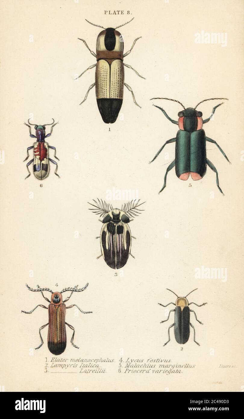 Click beetles: Melanoxanthus melanocephalus 1, Luciola italica 2, Lampyris latreillii 3, Lycus festivus 4, soft-wing flower beetle, Clanoptilus marginellus 5, and Priocera variergata 6. Handcoloured steel engraving by William Lizars from James Duncan’s Natural History of Beetles, in Sir William Jardine’s Naturalist’s Library, W.H, Lizars, Edinburgh, 1835. James Duncan was a Scottish zoologist and entomologist 1804-1861. Stock Photo